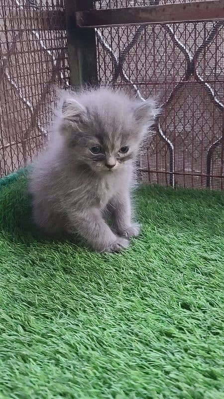 Persian kittens Pair | Long Coated 0