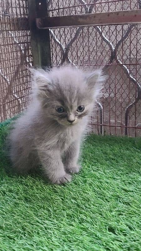 Persian kittens Pair | Long Coated 1