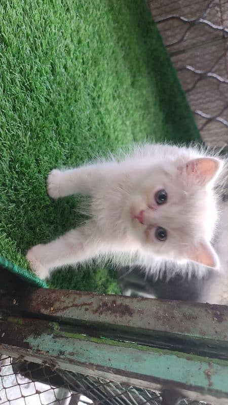 Persian kittens Pair | Long Coated 2