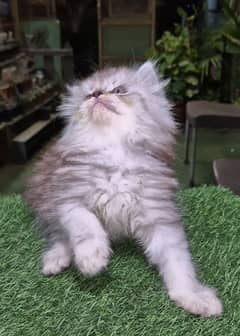 Gray cute Persian Kitten l Persian cat | kitten | piki face kittens |