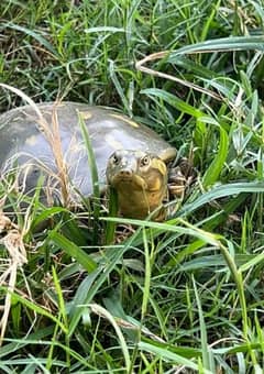 green turtle