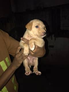 Labrador puppy 1 month age