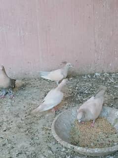 Chuha Chandan and Ghagray Pigeon for sale.