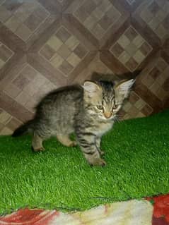 Pershion Female Kitten  For sale