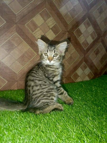 Pershion Female Kitten  For sale 1