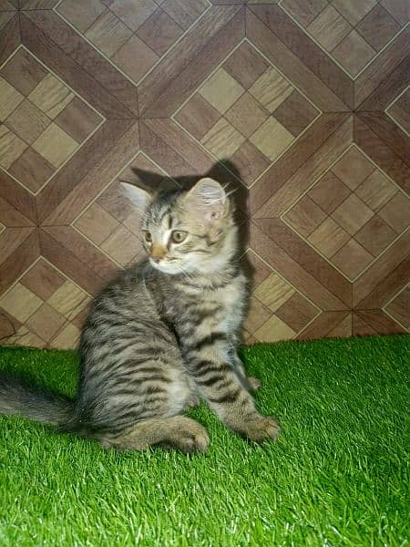 Pershion Female Kitten  For sale 2