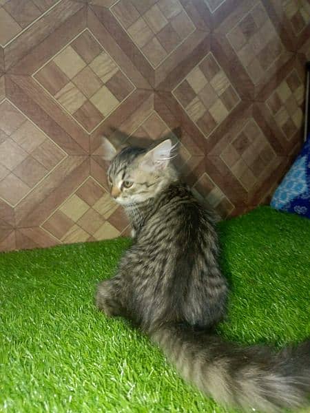 Pershion Female Kitten  For sale 4