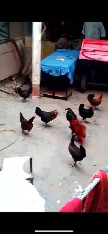 Desi Hens for sale 0