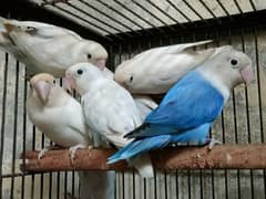 Love birds 1500 par piece breeder 0321.7242445