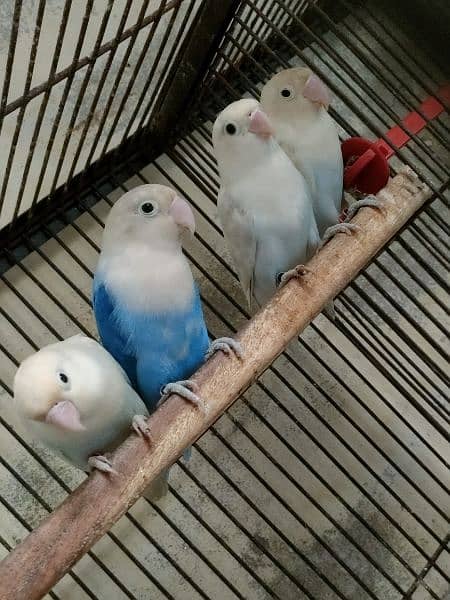 Love birds 1500 par piece breeder 0321.7242445 1