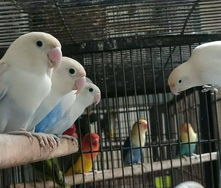 Love birds 1500 par piece breeder 0321.7242445 2