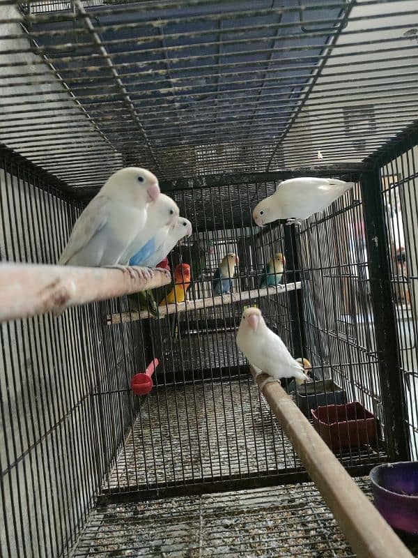 Love birds 1500 par piece breeder 0321.7242445 3