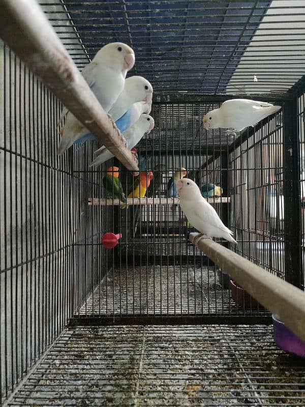 Love birds 1500 par piece breeder 0321.7242445 4