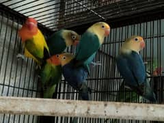 Love birds 1500 par piece breeder 0321.7242445