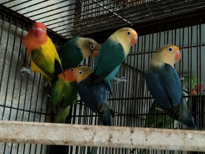 Love birds 1500 par piece breeder 0321.7242445 5