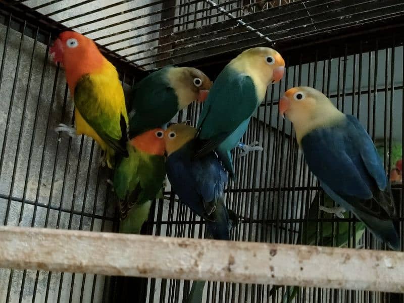 Love birds 1500 par piece breeder 0321.7242445 6