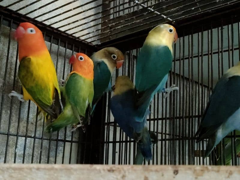 Love birds 1500 par piece breeder 0321.7242445 7