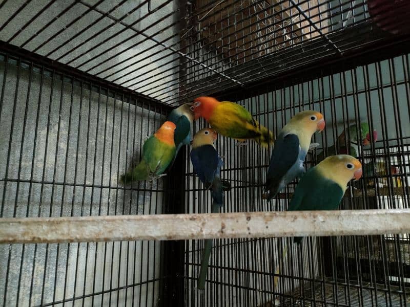 Love birds 1500 par piece breeder 0321.7242445 8