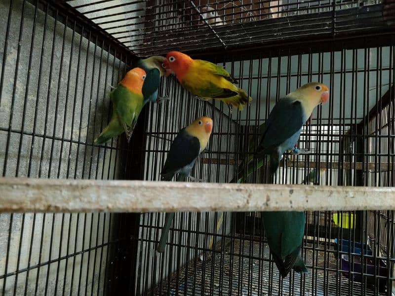 Love birds 1500 par piece breeder 0321.7242445 9