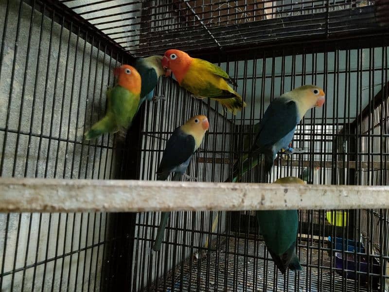 Love birds 1500 par piece breeder 0321.7242445 10