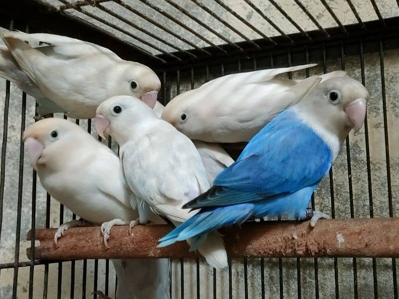 Love birds 1500 par piece breeder 0321.7242445 11