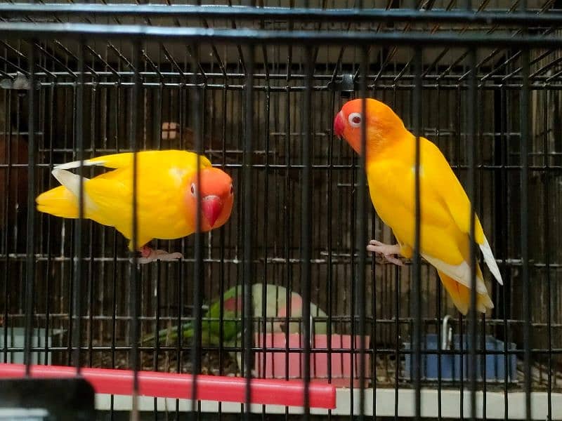 Love birds 1500 par piece breeder 0321.7242445 12