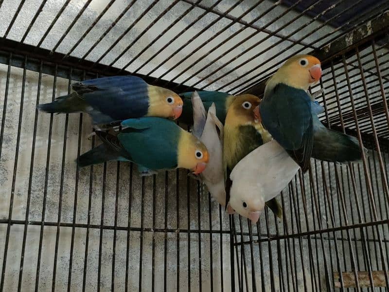 Love birds 1500 par piece breeder 0321.7242445 14