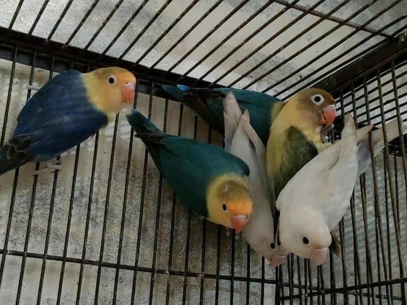 Love birds 1500 par piece breeder 0321.7242445 15