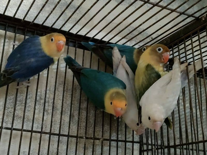 Love birds 1500 par piece breeder 0321.7242445 16