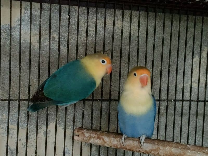 Love birds 1500 par piece breeder 0321.7242445 19