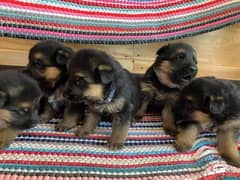 German shepherd puppies for sale / puppy / GSD pup / german shepherd