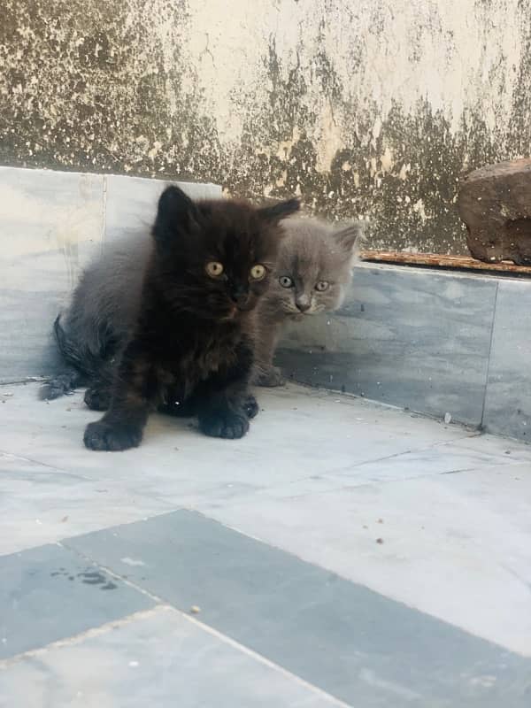 male and female kitten most beautiful little trained 4