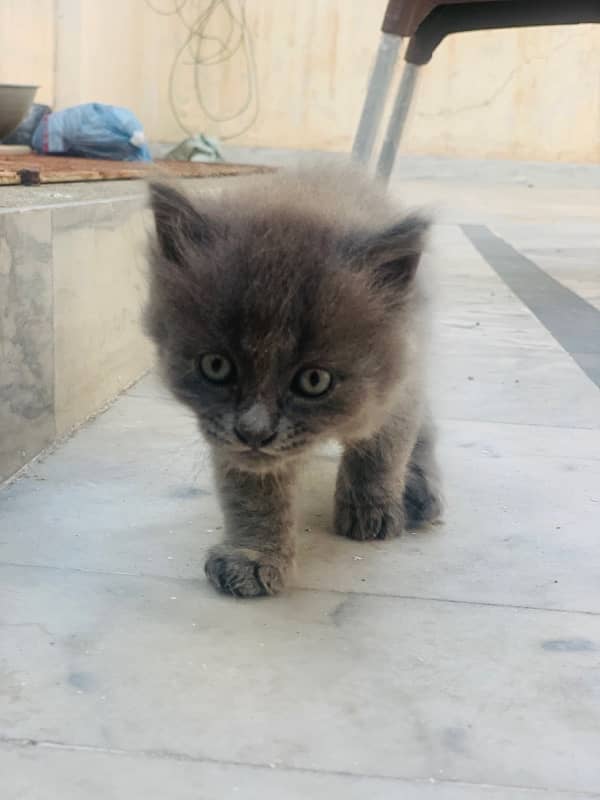 male and female kitten most beautiful little trained 7