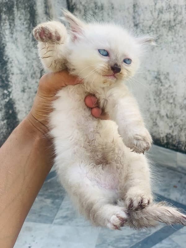 male and female kitten most beautiful little trained 9