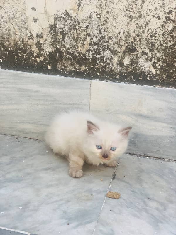 male and female kitten most beautiful little trained 10