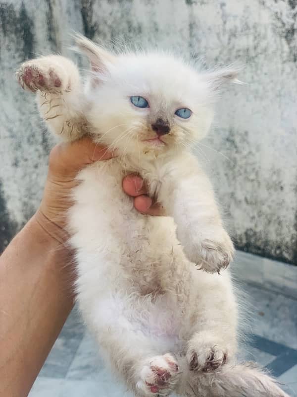 male and female kitten most beautiful little trained 11