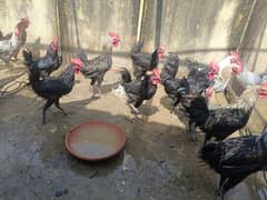 male hens for sale