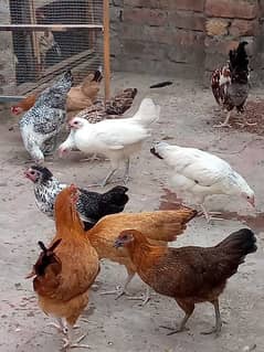 andon wali ghar ki desee hens for sale