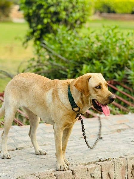 labra dog female age 14 months full practice bol be ly kr ati for sell 1