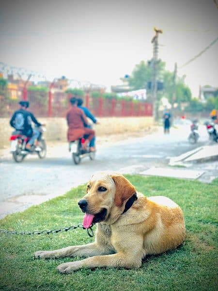 labra dog female age 14 months full practice bol be ly kr ati for sell 2