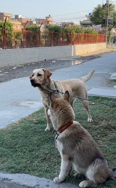 labra dog female age 14 months full practice bol be ly kr ati for sell 3