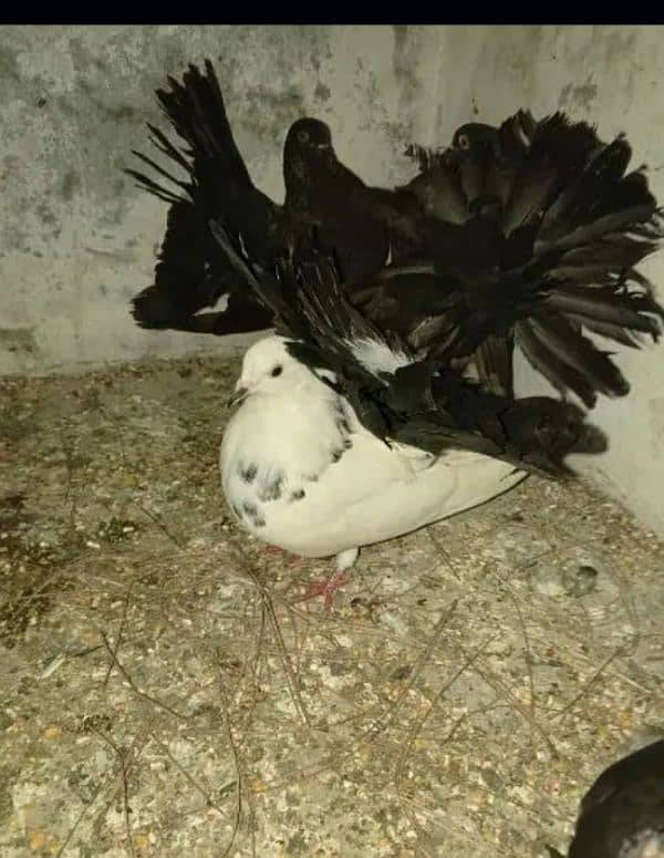 achi quality Wala pigeon all ok 4