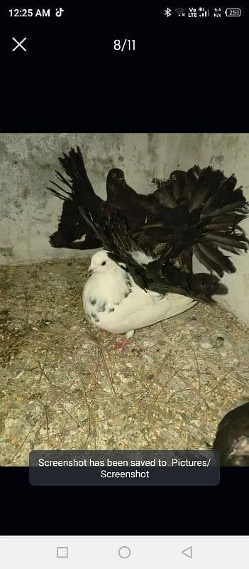 achi quality Wala pigeon all ok 7