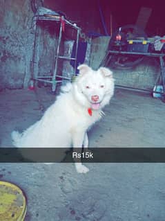 Russian dog 15k only serious people can contactc.