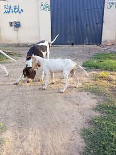 English pointer dogs