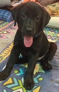 Adorable Labrador Puppies for Sale!