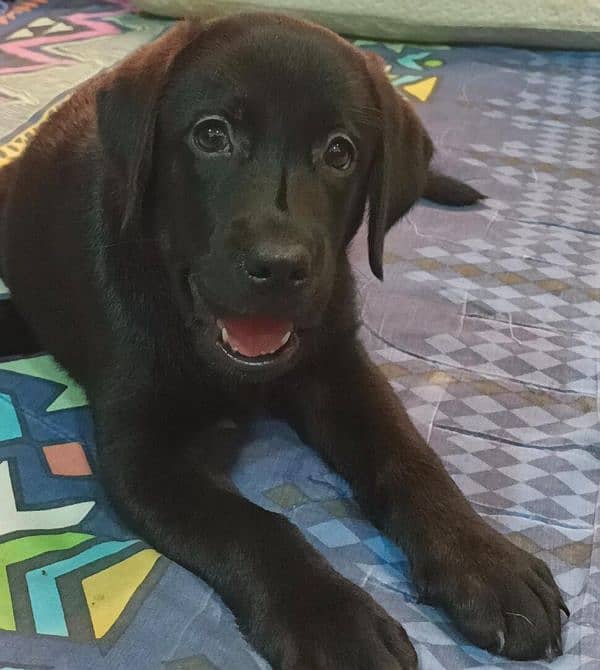 "Adorable Labrador Puppies for Sale!" 2