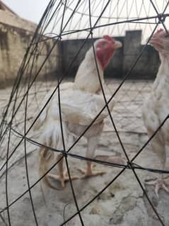 Heera pair for sale