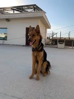 German shepherd puppy