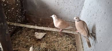 Dove for sale